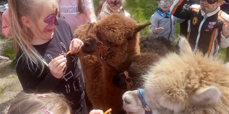 Odwiedziły nas Barwikowe Alpaki :) Było uroczo, a marchewki bardzo smakowały :)
