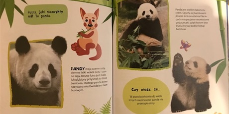 Powiększ grafikę: panda-dzisiaj-swietowala-337225.jpg